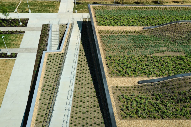 The vegetated courtyard and roof at the new Health Education Building on KU's campus
