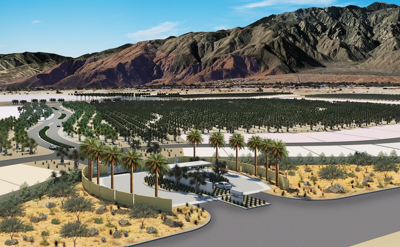 A rendering of the olive groves at Miralon