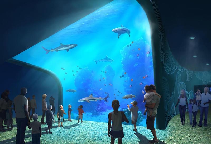 St. Louis Aquarium shark exhibit