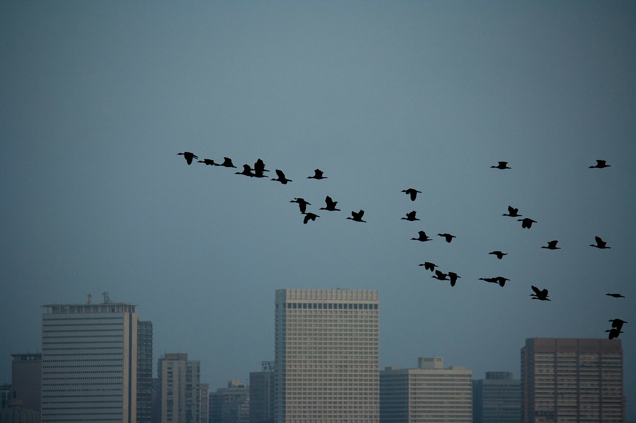 Chicago suburb considers bird collision deterrent requirement on all new buildings