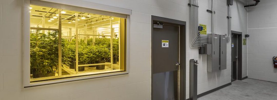 Cannabis grow facility