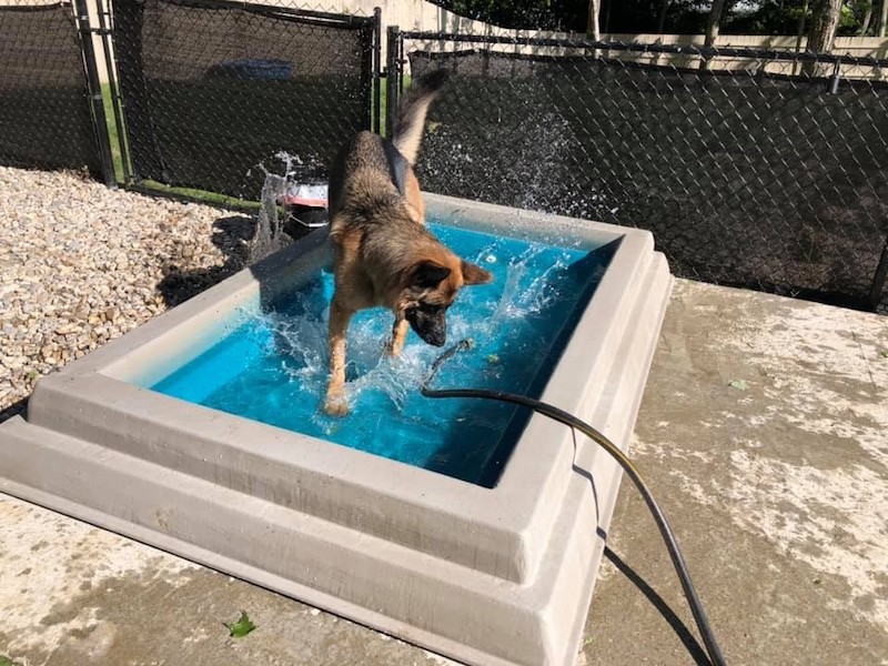 Cool Dog Splash Pool 2.jpg
