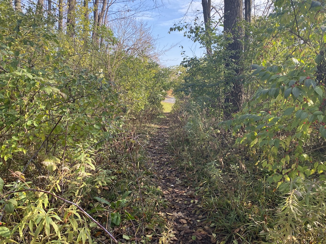 Desire path through a forest